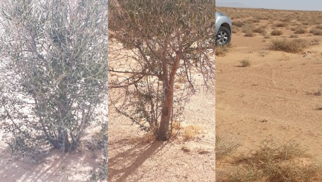 Récupération de six terrains domaniaux agricoles à Sidi Bouzid