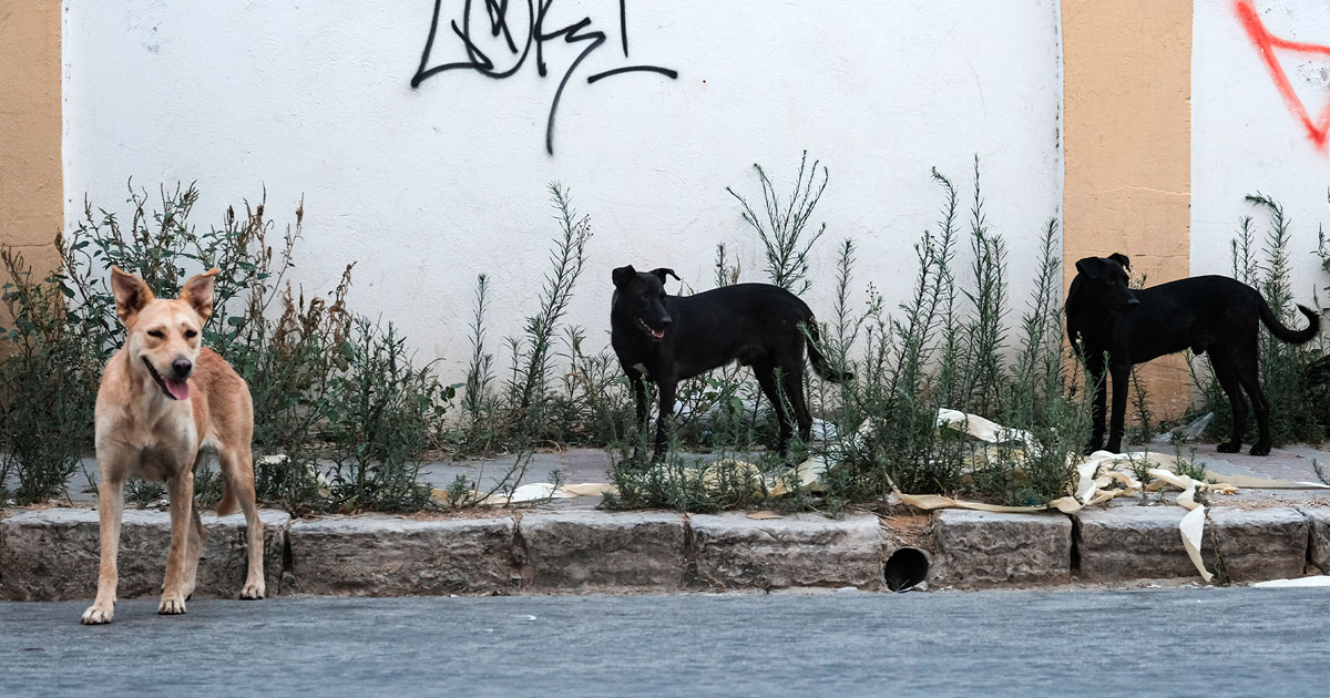 Ezzahra : une campagne intensive d’abattage des chiens errants suscite la colère des habitants