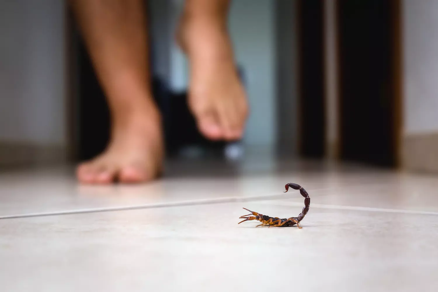 Mahdia : Décès d’une jeune femme enceinte suite à une piqûre de scorpion