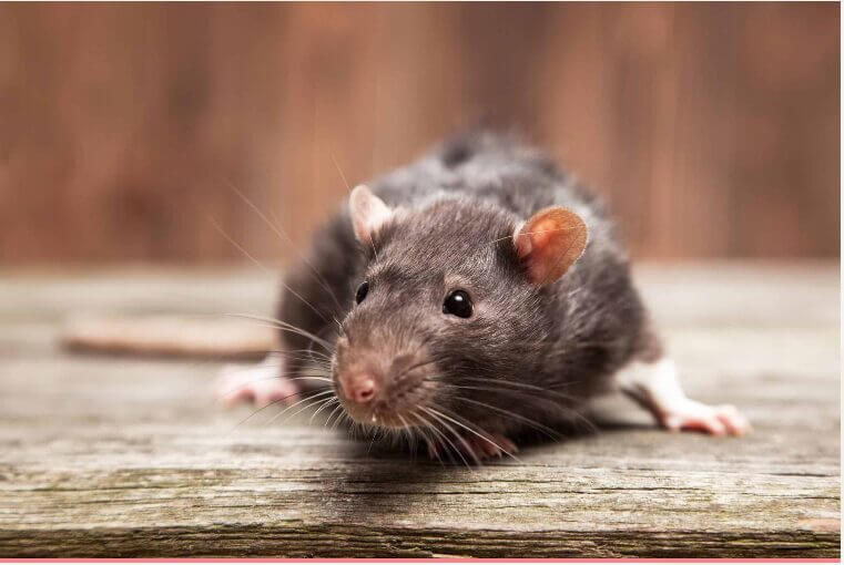 Le monde serait-il menacé par le Hantavirus ?