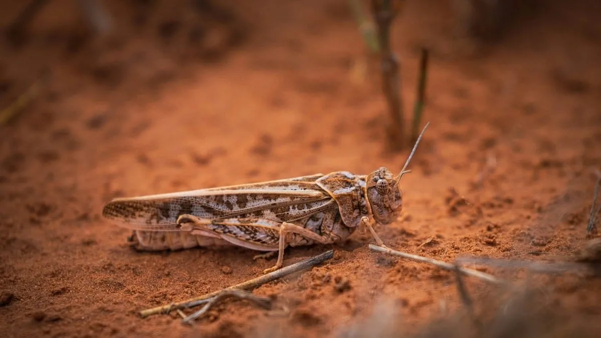 Nouvelle alerte de la FAO : le spectre des criquets pèlerins plane à nouveau sur le Sud tunisien