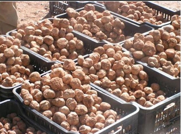 Produites A Tataouine Les Truffes Tunisiennes Seduisent Le Monde Realites Online