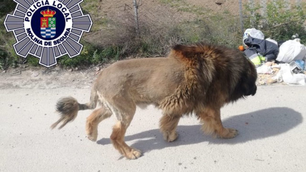 En Espagne Un Chien Ressemblant A Un Lion Affole La Population Locale Realites Online